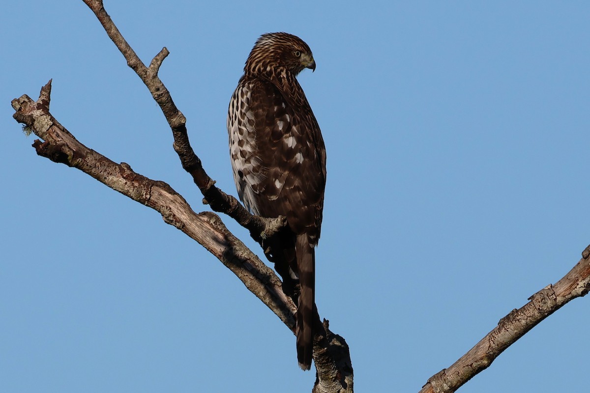 Cooper's Hawk - ML643725508