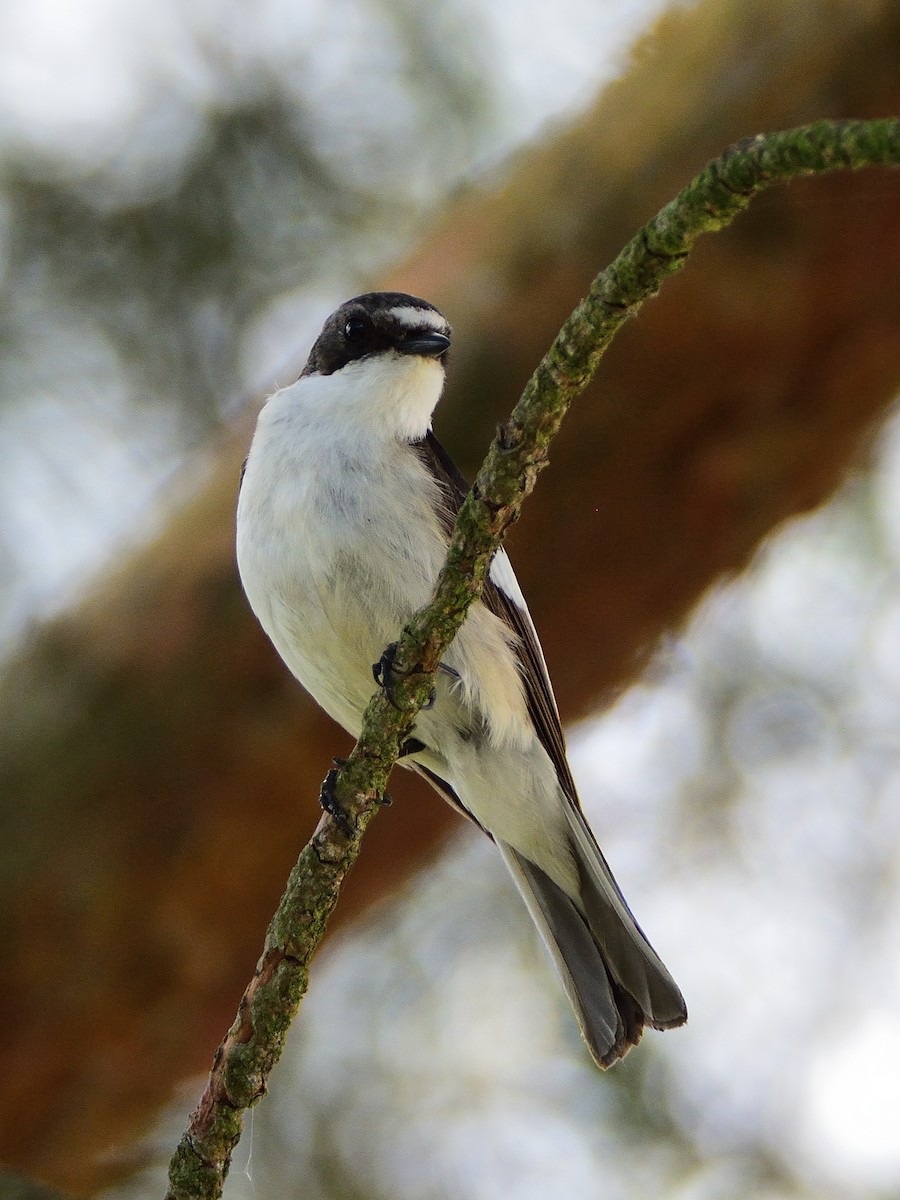 European Pied Flycatcher - ML643725523