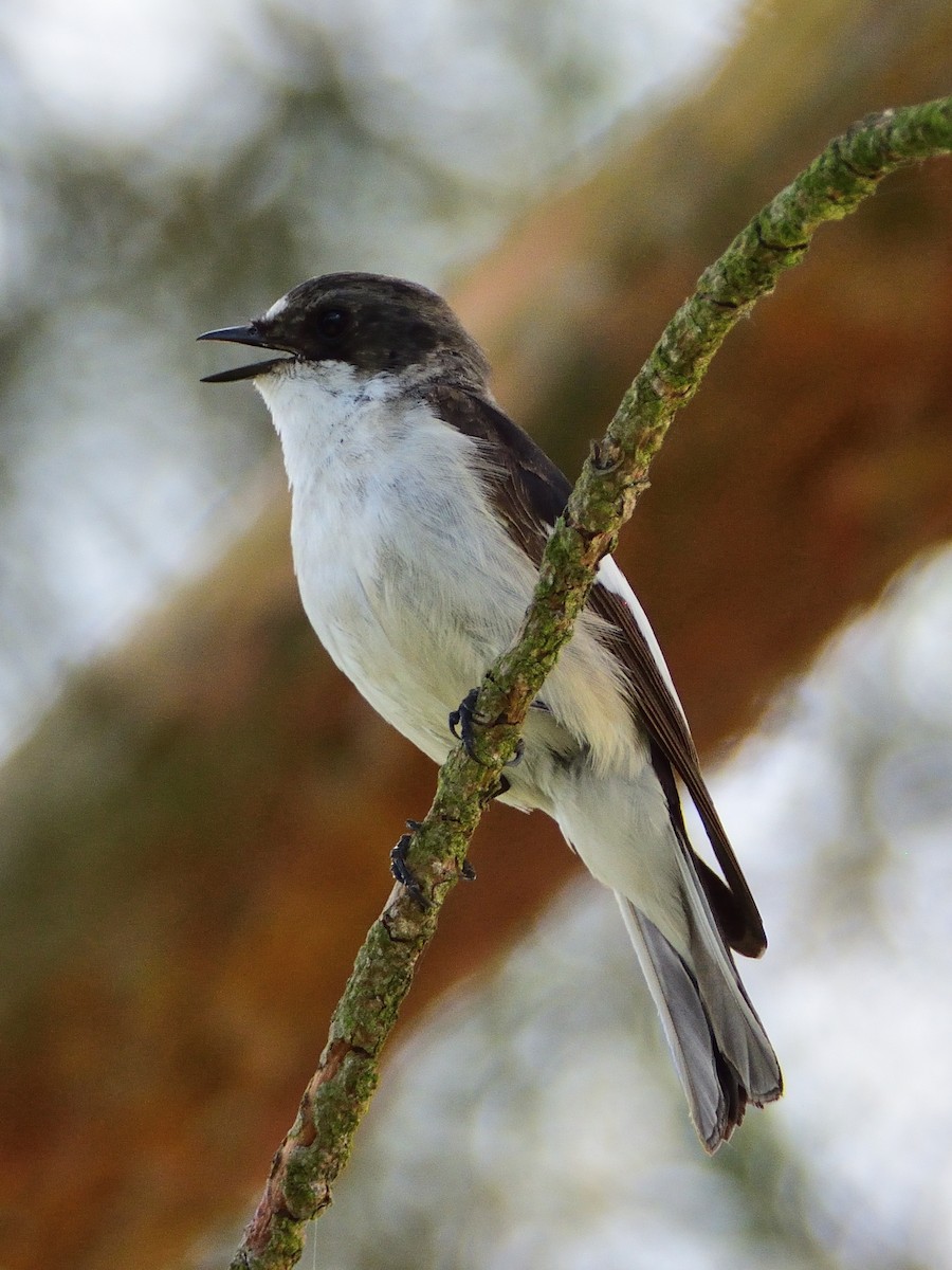 European Pied Flycatcher - ML643725524