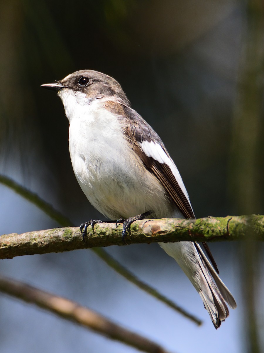 European Pied Flycatcher - ML643725525