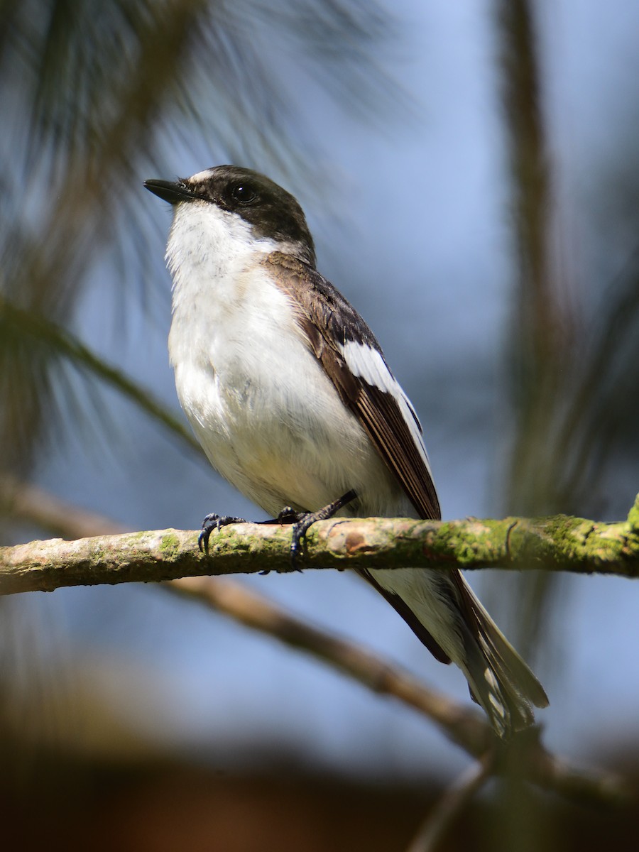European Pied Flycatcher - ML643725527