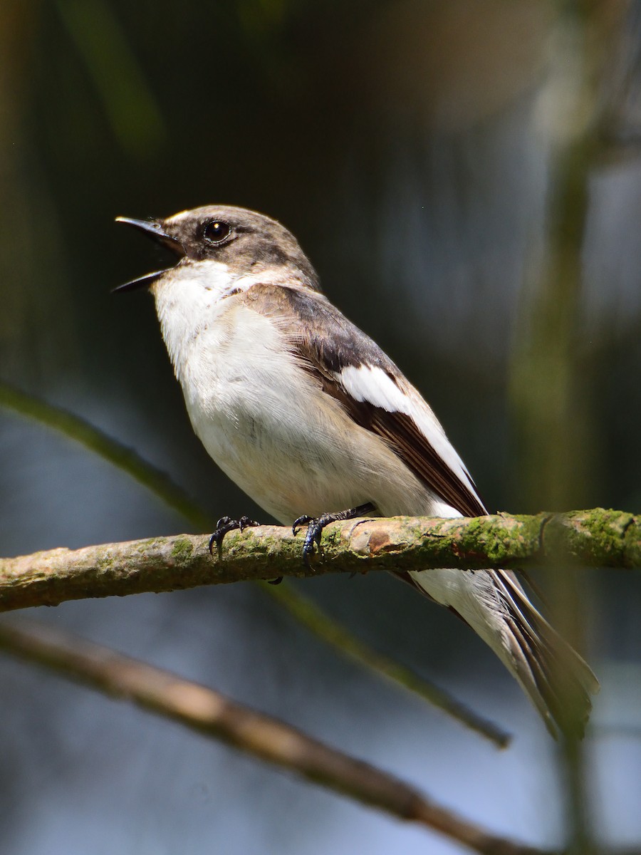 European Pied Flycatcher - ML643725528