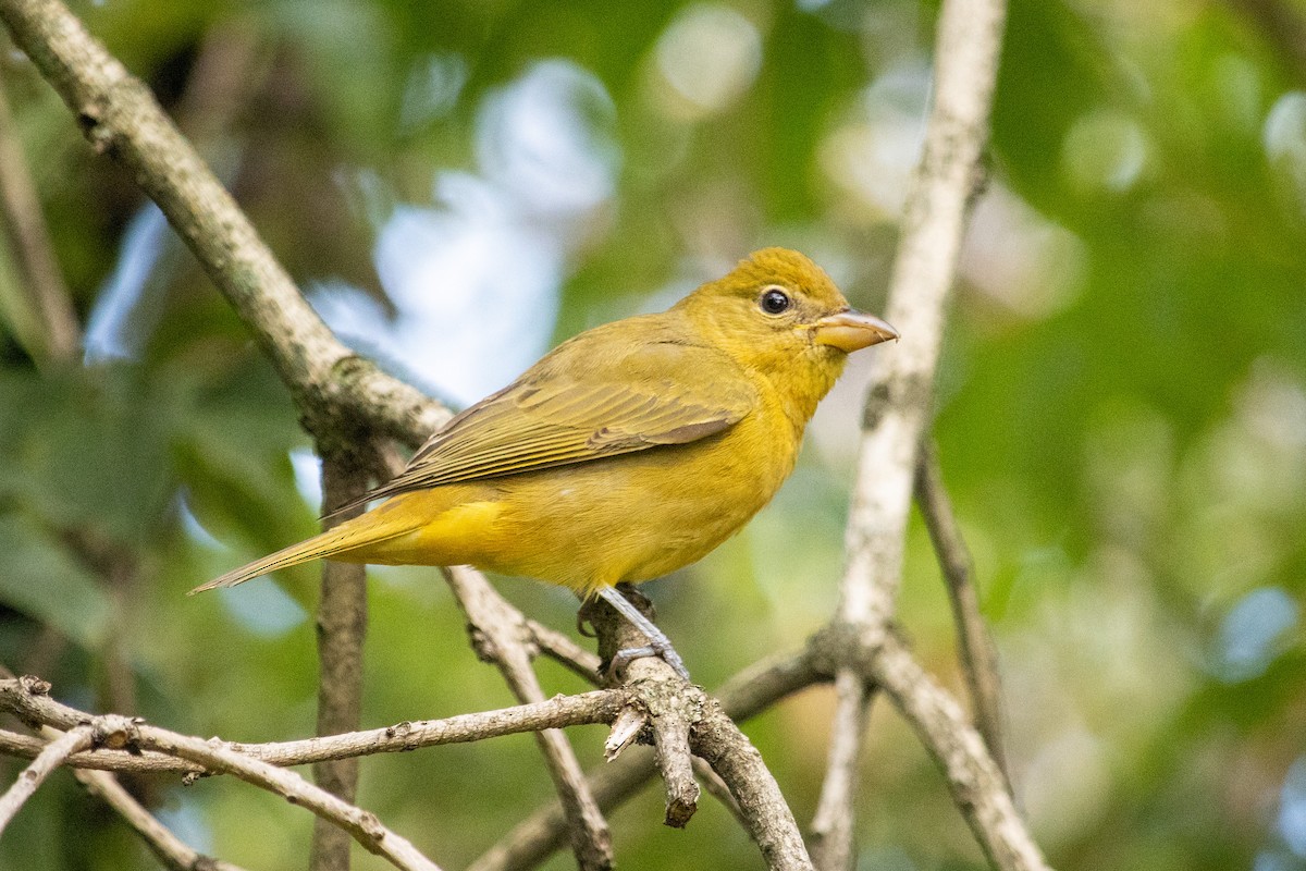 Summer Tanager - ML643725558