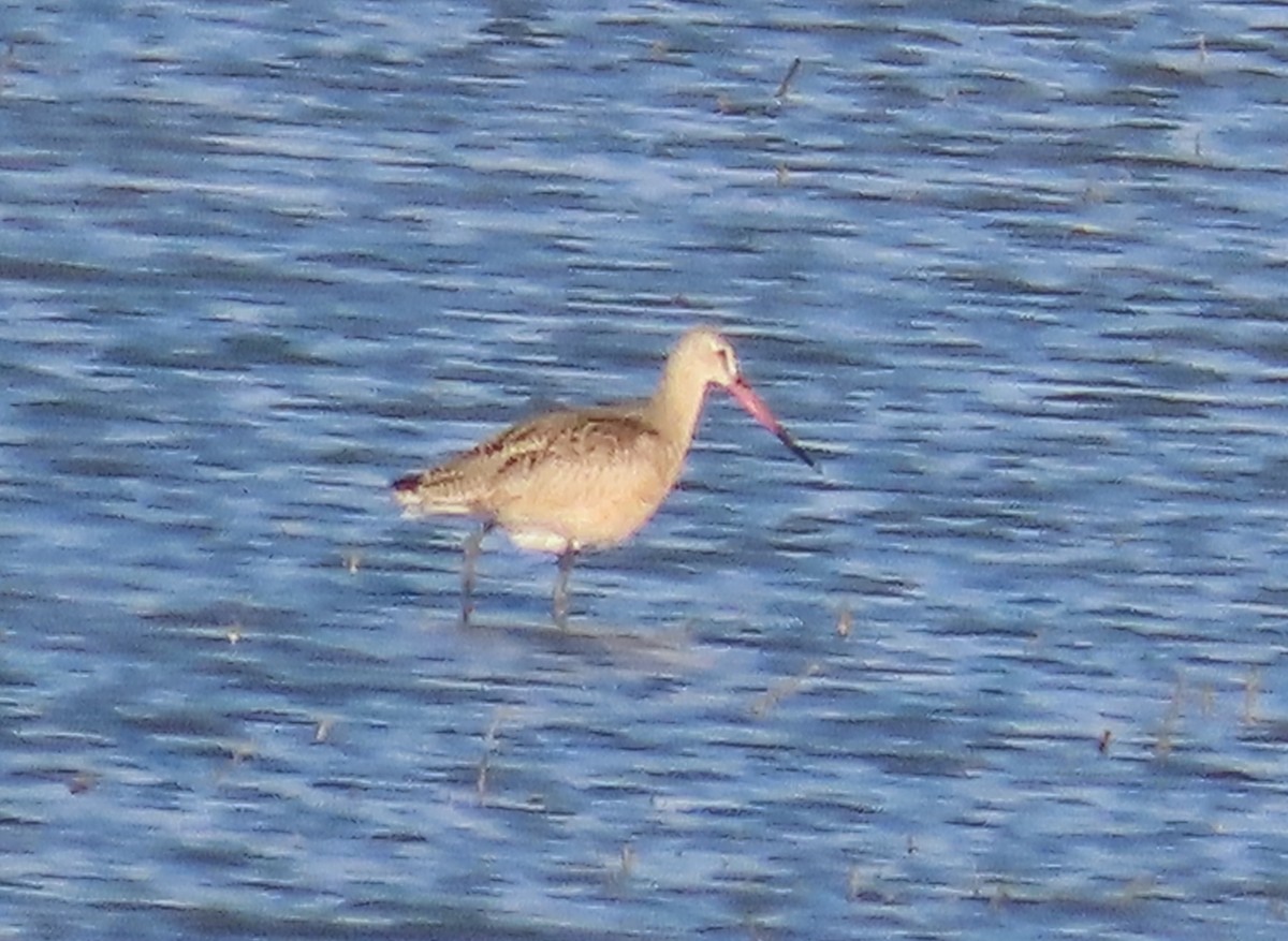 Marbled Godwit - ML643725561