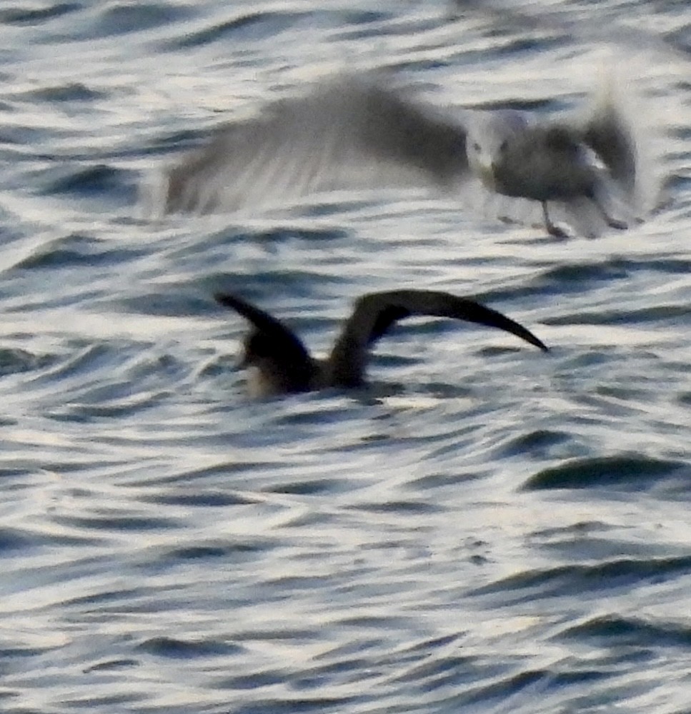 Short-tailed Shearwater - ML643725587