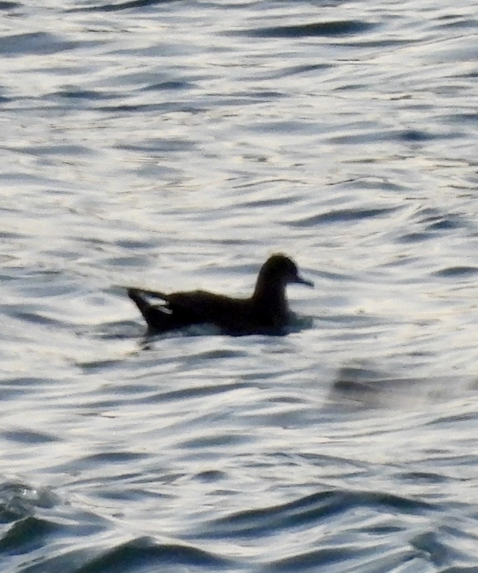 Short-tailed Shearwater - ML643725588