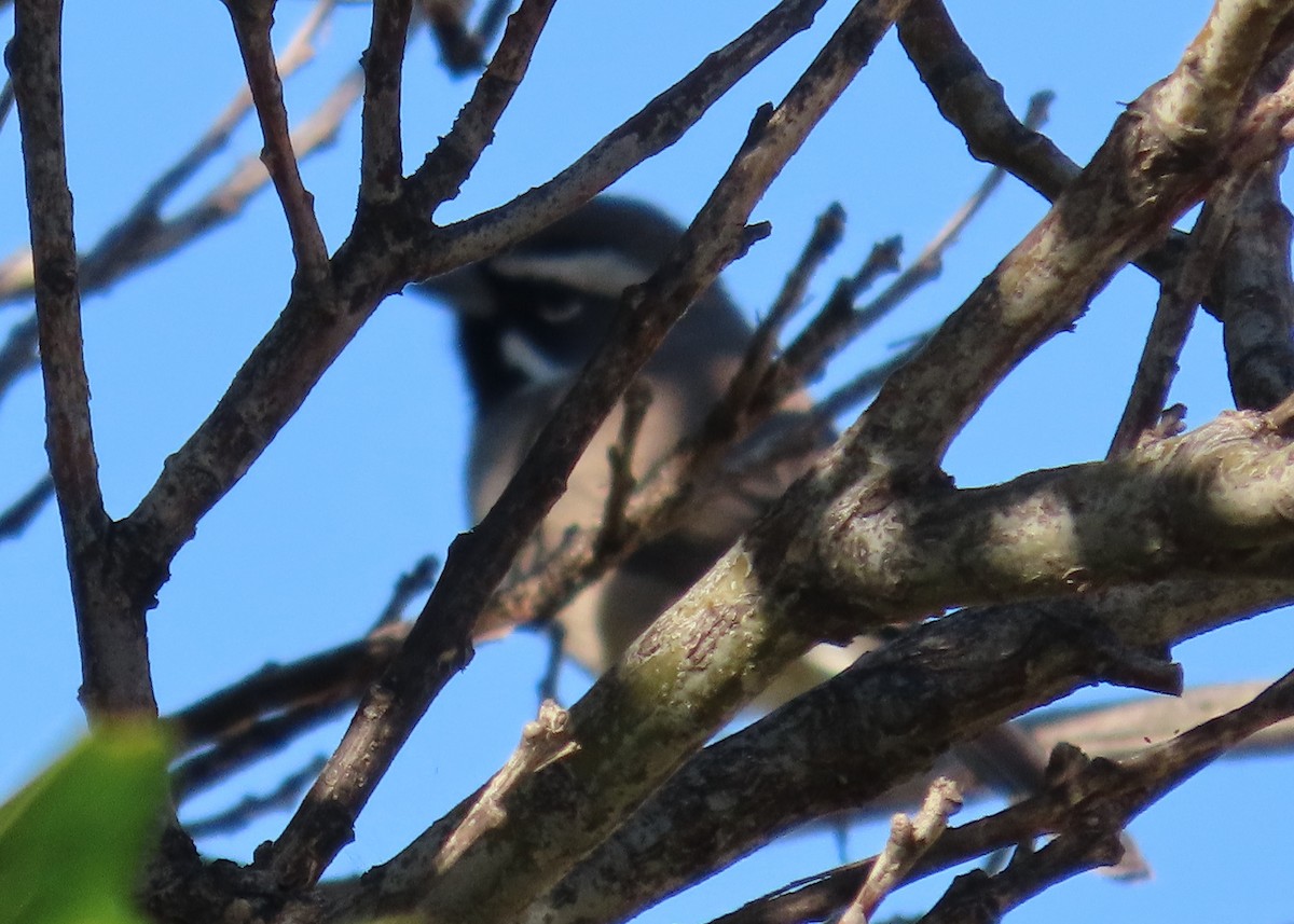 Black-throated Sparrow - ML643725613