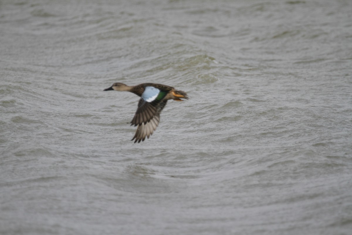 Blue-winged Teal - ML643725620