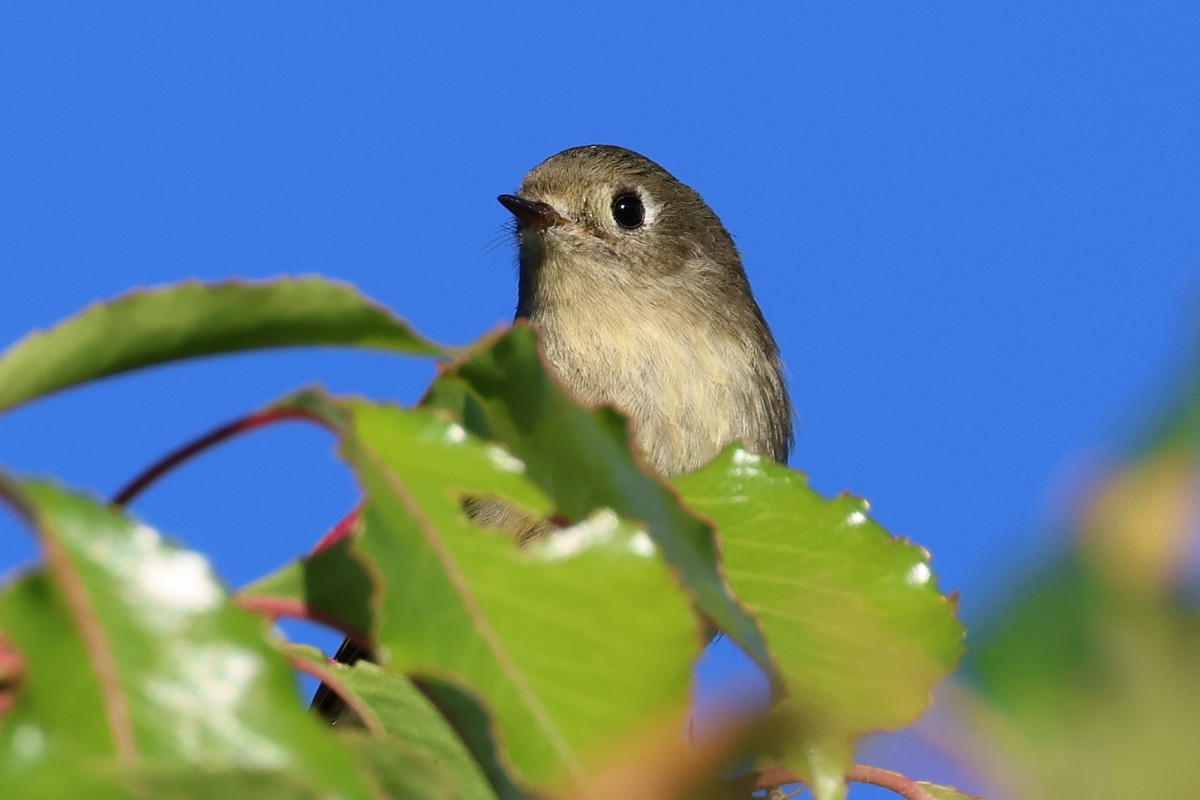 Ruby-crowned Kinglet - ML643725622