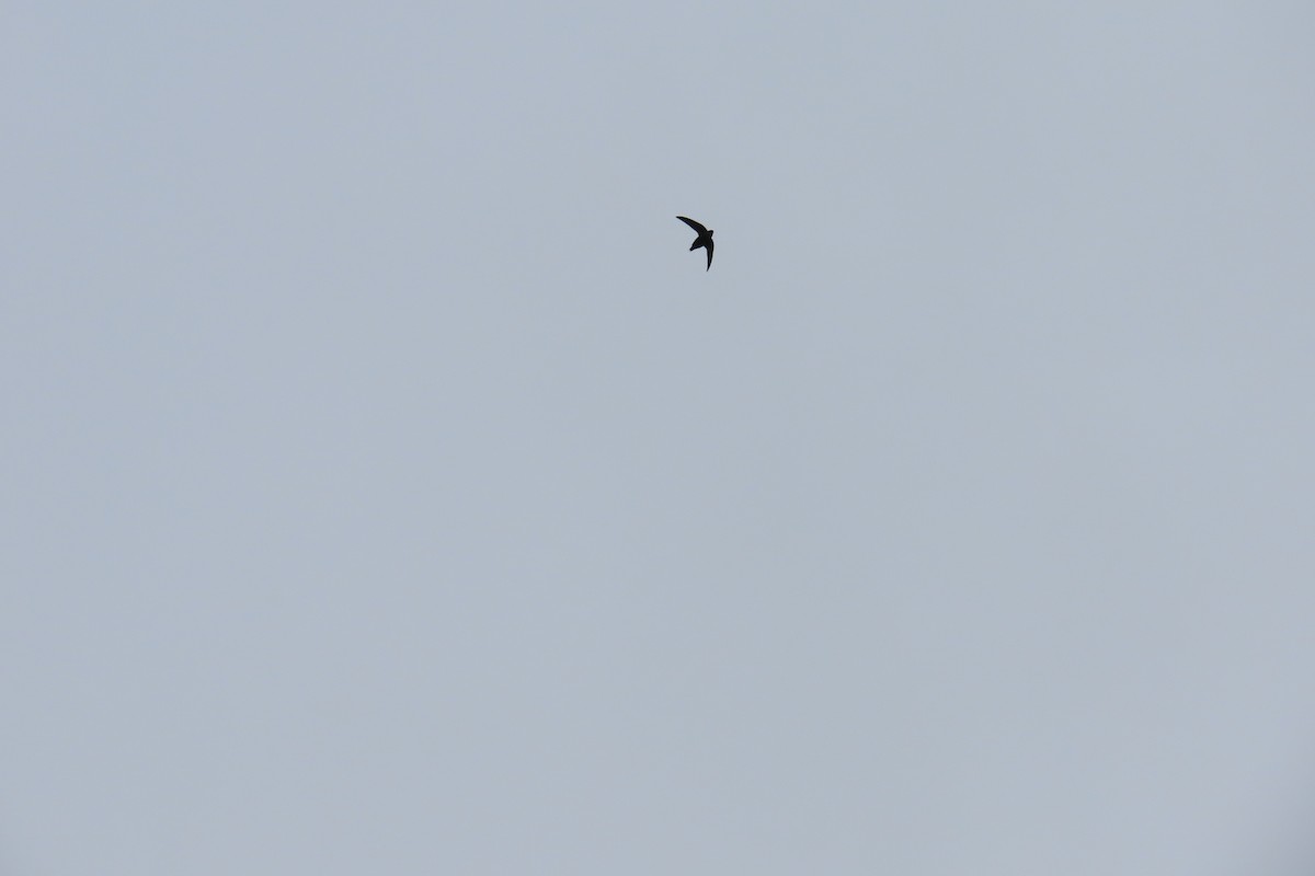 Chimney Swift - ML643725628