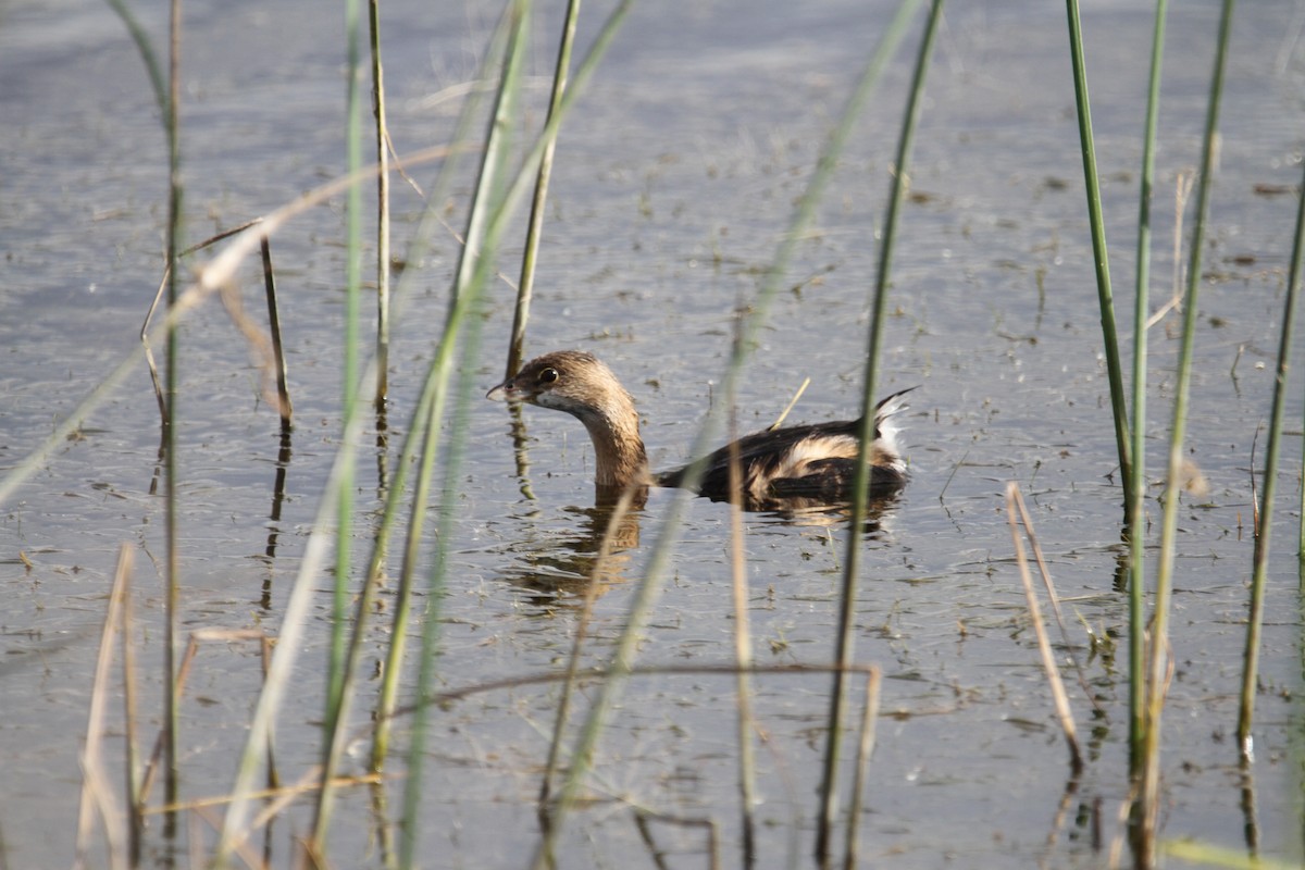 Pied-billed Grebe - ML643725650