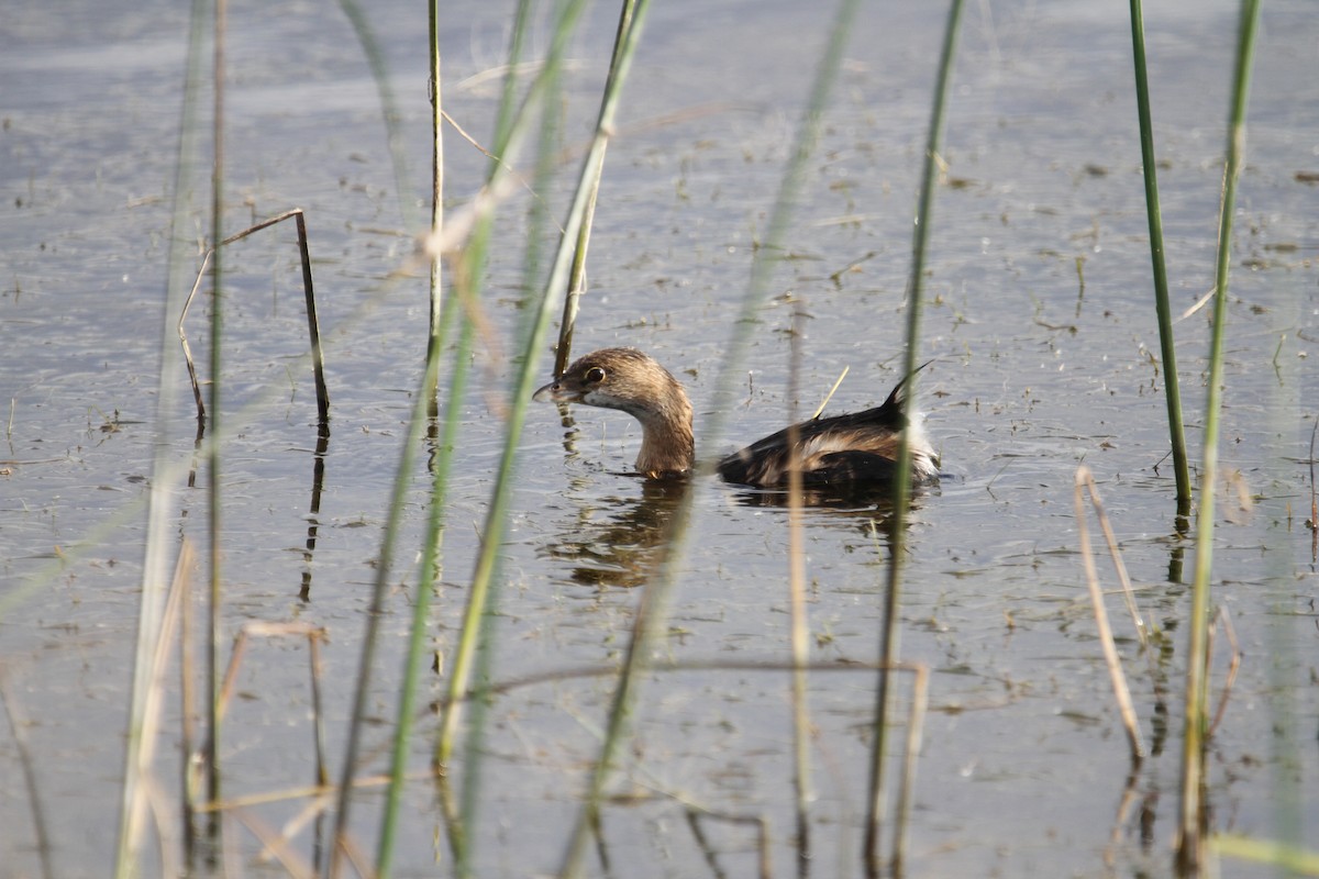 Pied-billed Grebe - ML643725652