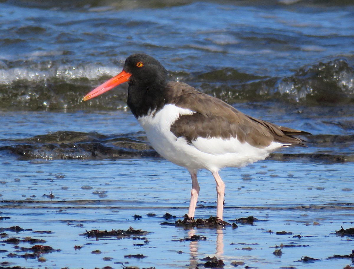 American Oystercatcher - ML643725654