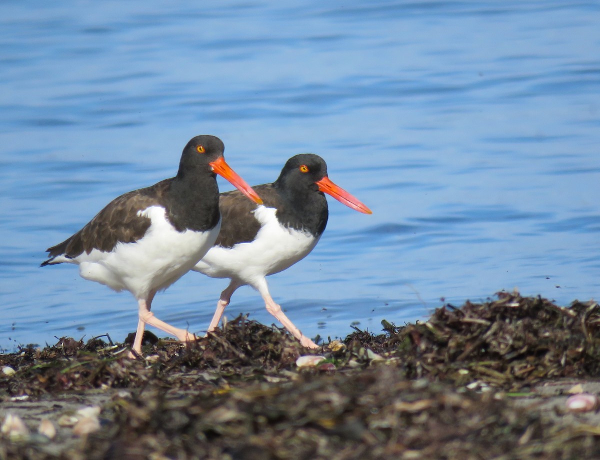 American Oystercatcher - ML643725662