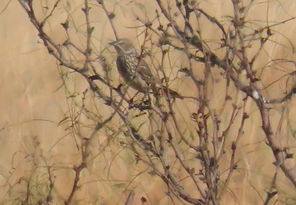 Sage Thrasher - ML643725681