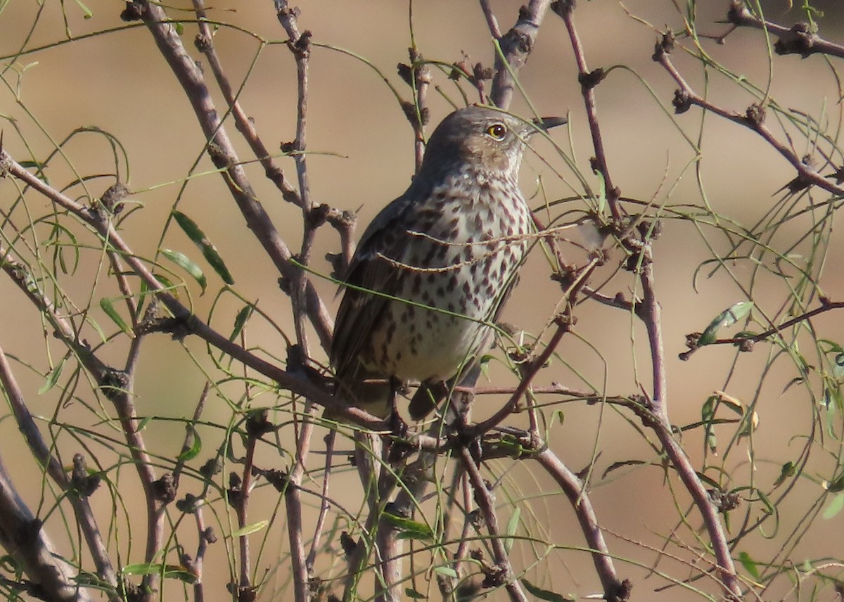 Sage Thrasher - ML643725682