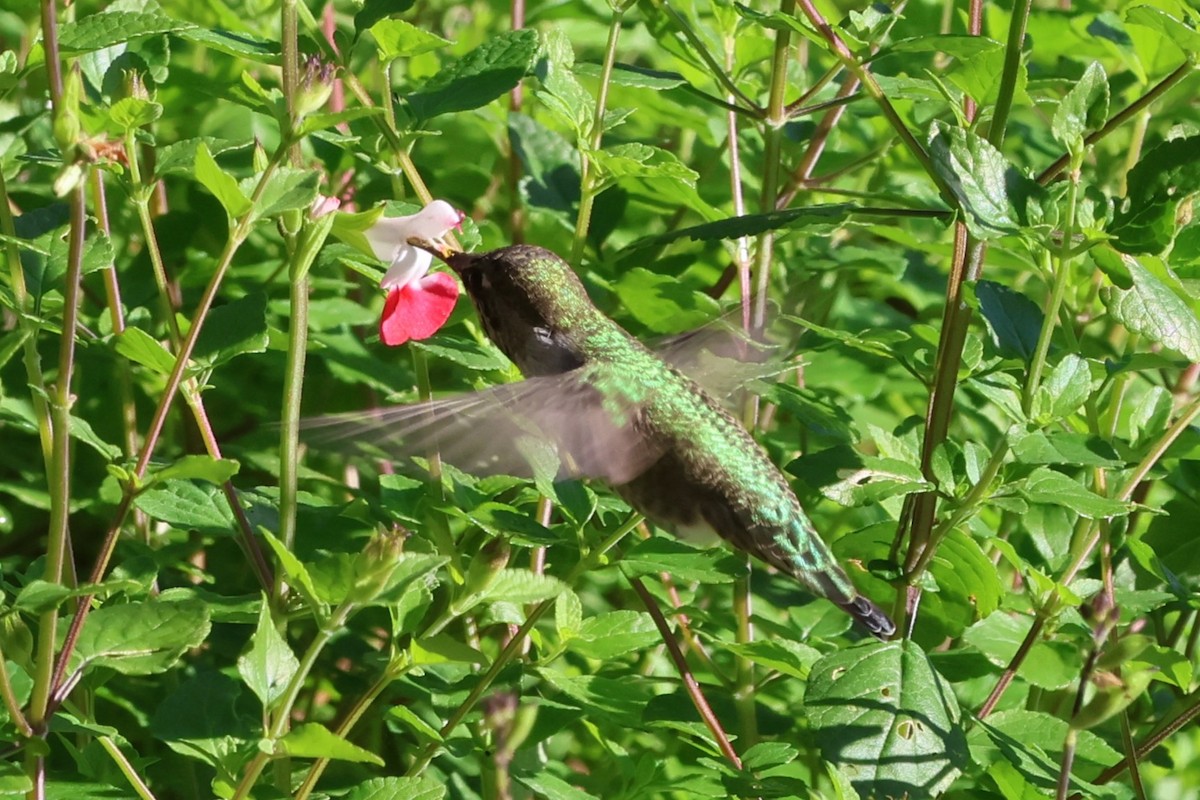 Anna's Hummingbird - ML643725694