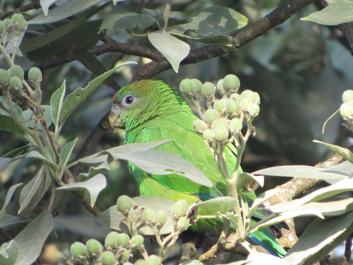 ヒガシラインコ - ML643725698
