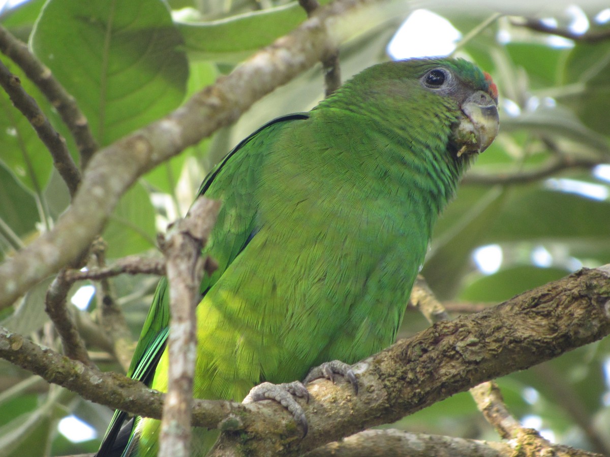 ヒガシラインコ - ML643725700