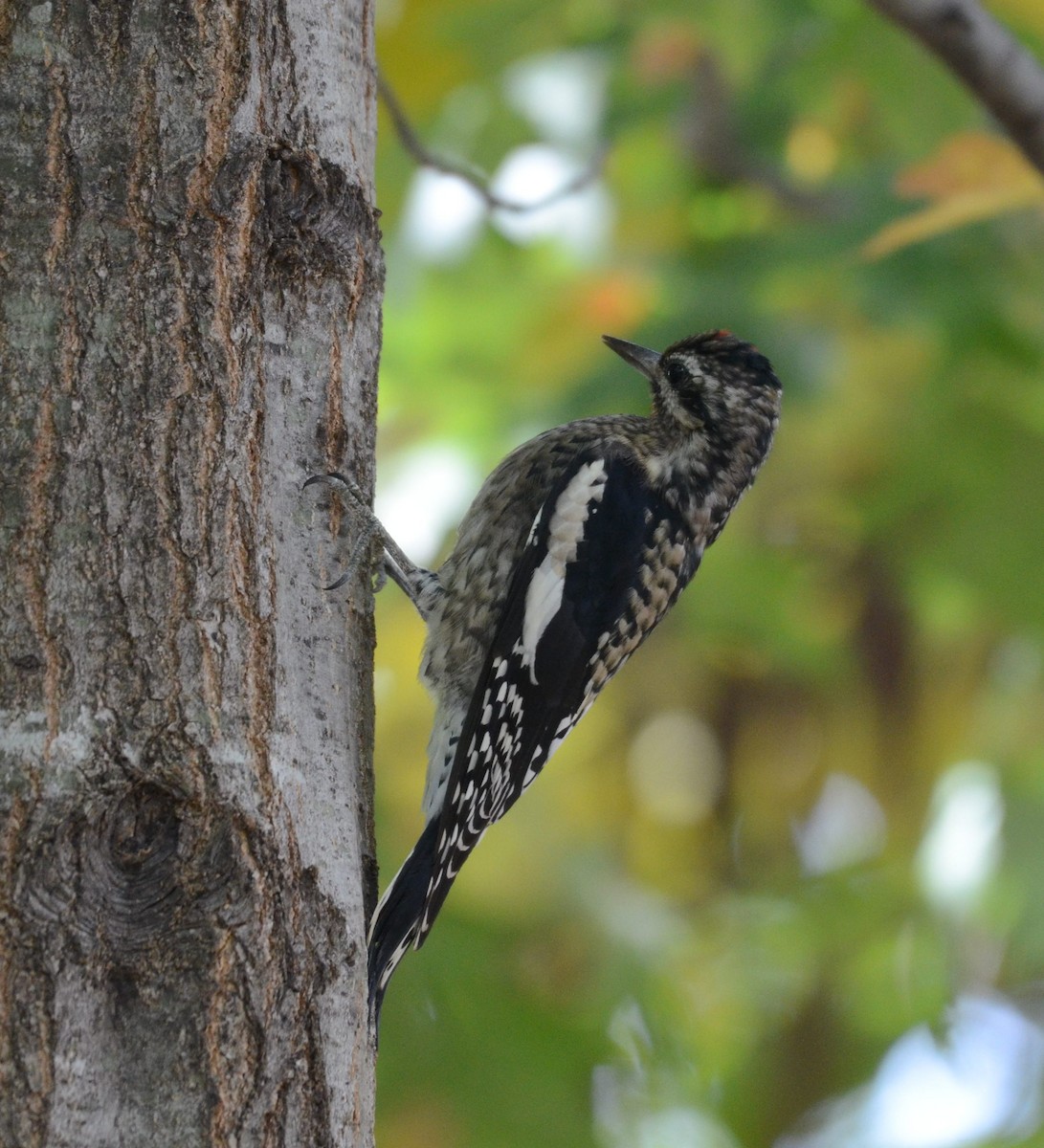 Yellow-bellied Sapsucker - ML643725706