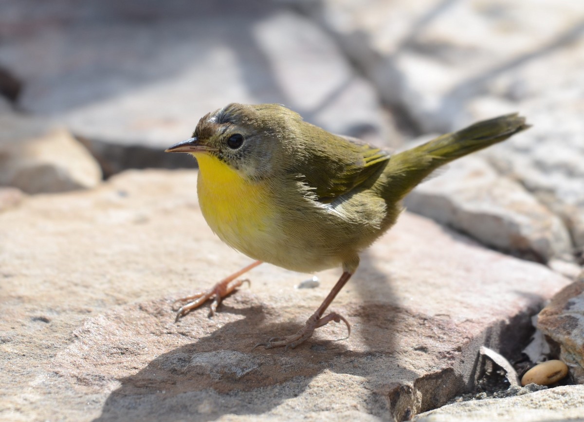 Common Yellowthroat - ML643725712