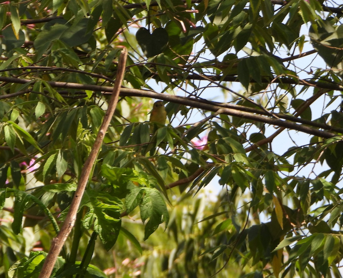Golden-fronted Greenlet - ML643725713