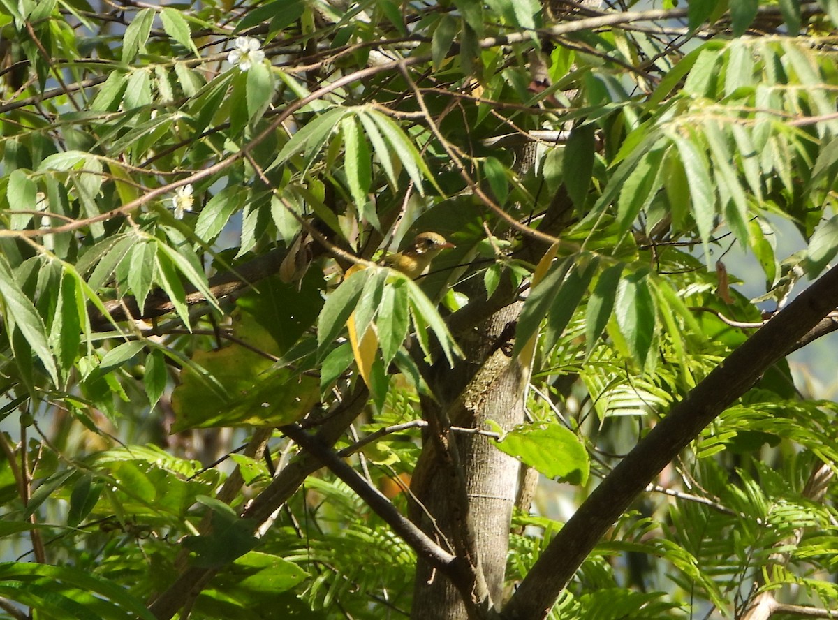 Golden-fronted Greenlet - ML643725714