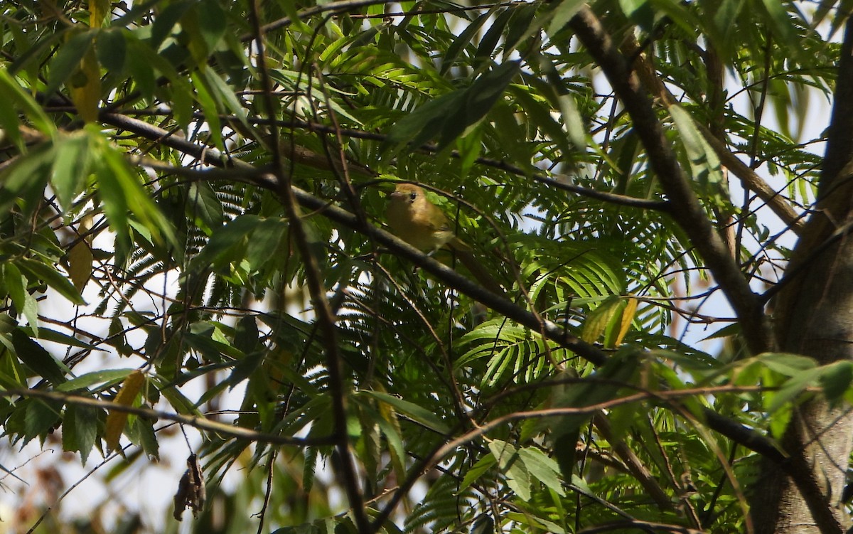 Golden-fronted Greenlet - ML643725715