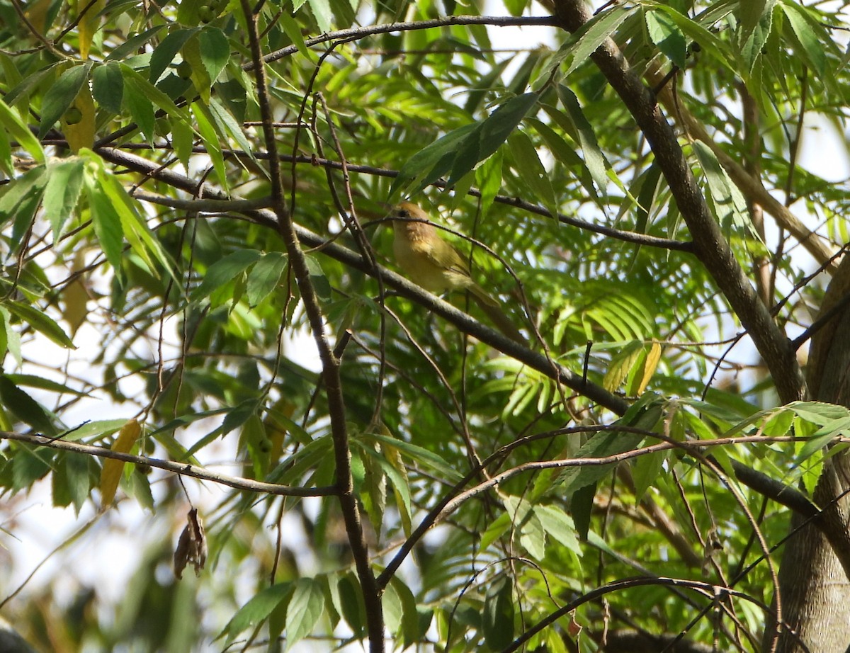 Golden-fronted Greenlet - ML643725716