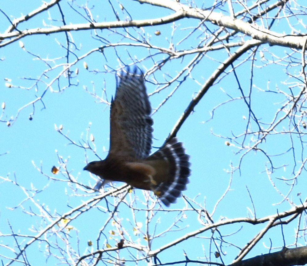 Red-shouldered Hawk - ML643725745
