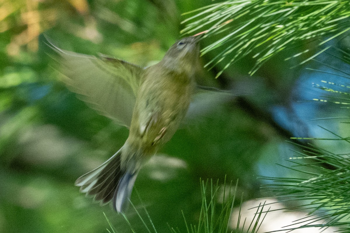 Pine Warbler - ML643725763