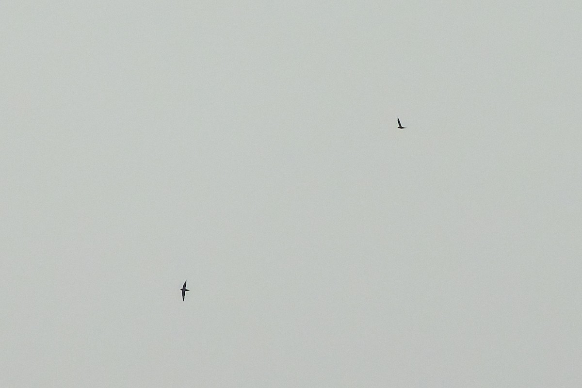 Chimney Swift - ML643725766