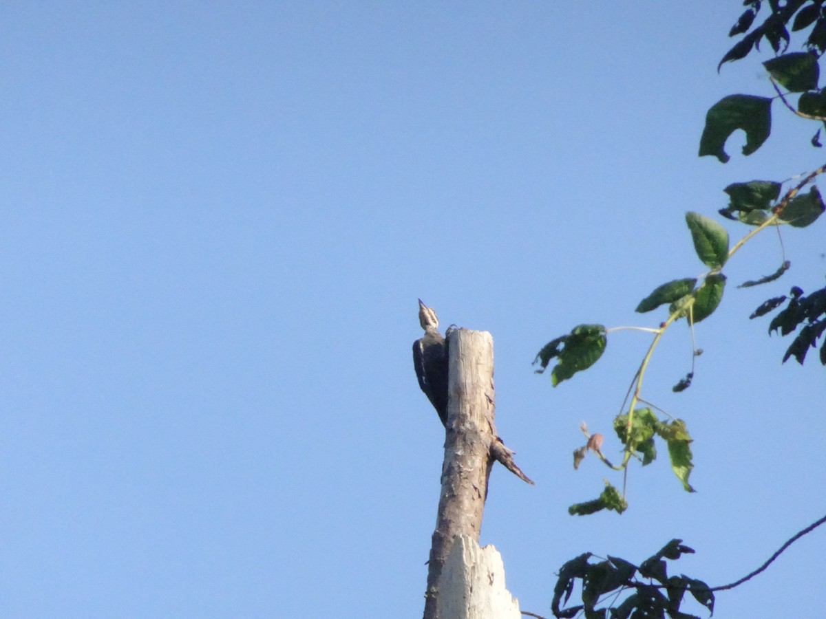 Pileated Woodpecker - ML643725782