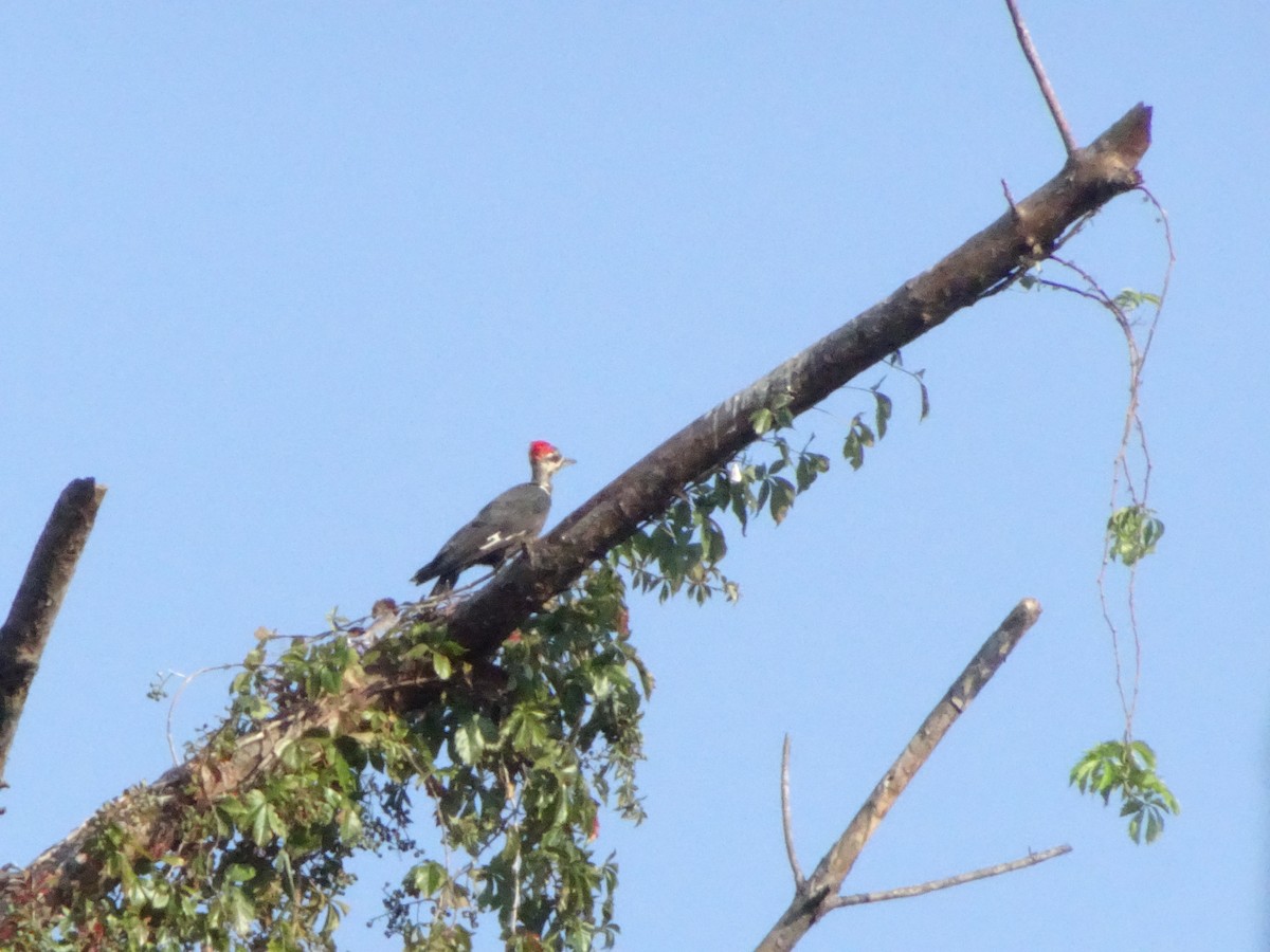 Pileated Woodpecker - ML643725784