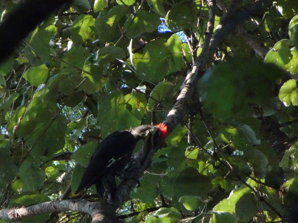 Pileated Woodpecker - ML643725789