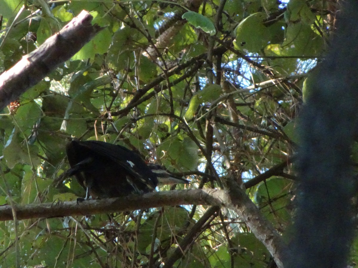 Pileated Woodpecker - ML643725793