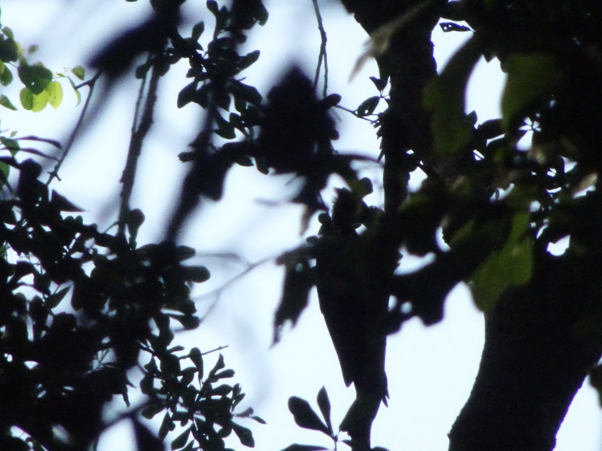 Pileated Woodpecker - ML643725816