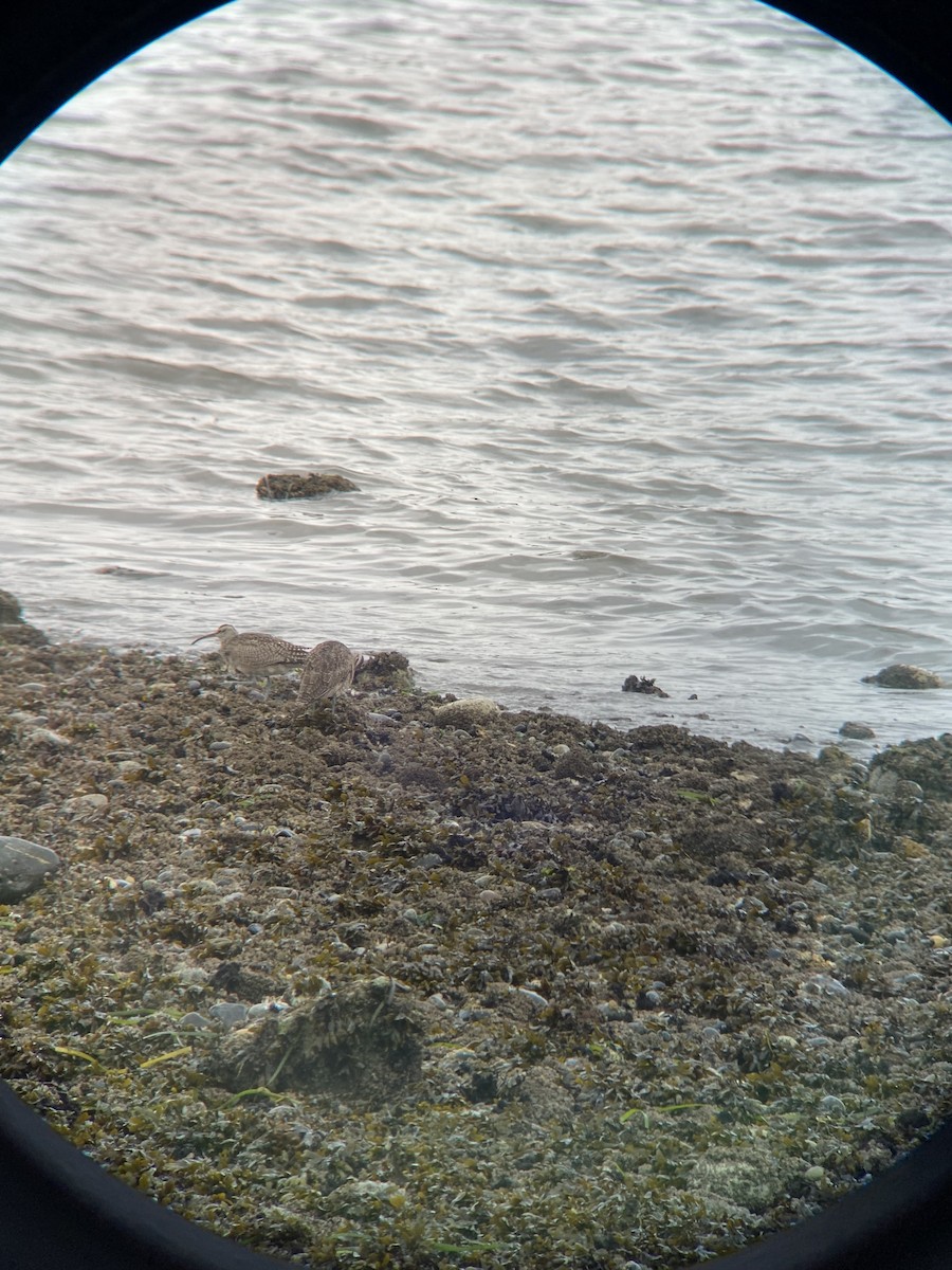 Hudsonian Whimbrel - ML643725832