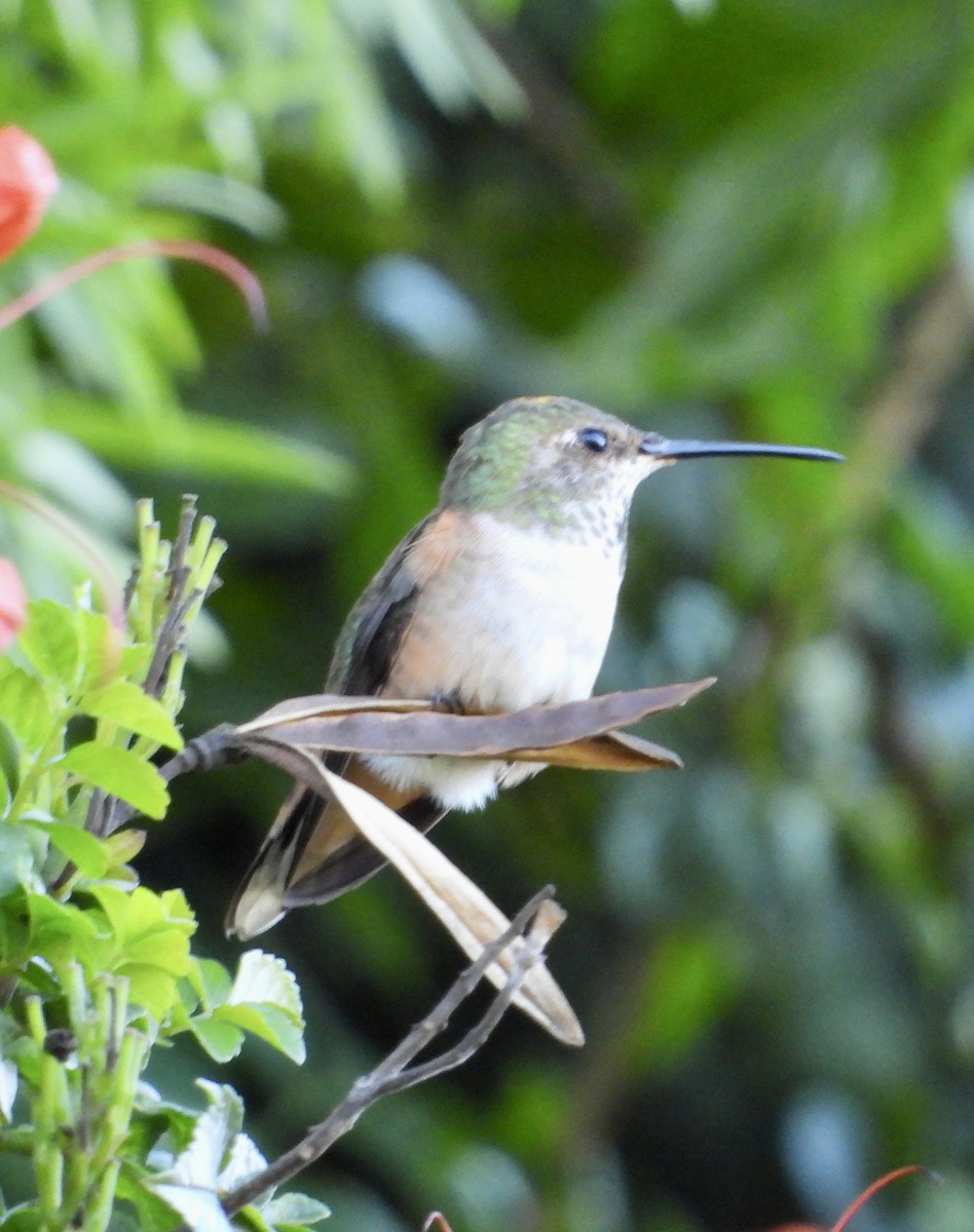 Colibri d'Allen - ML643725835
