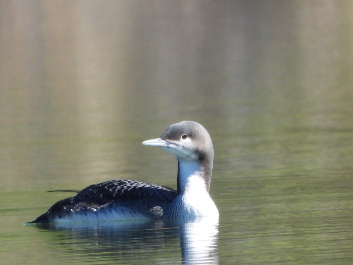Pacific Loon - ML643725837