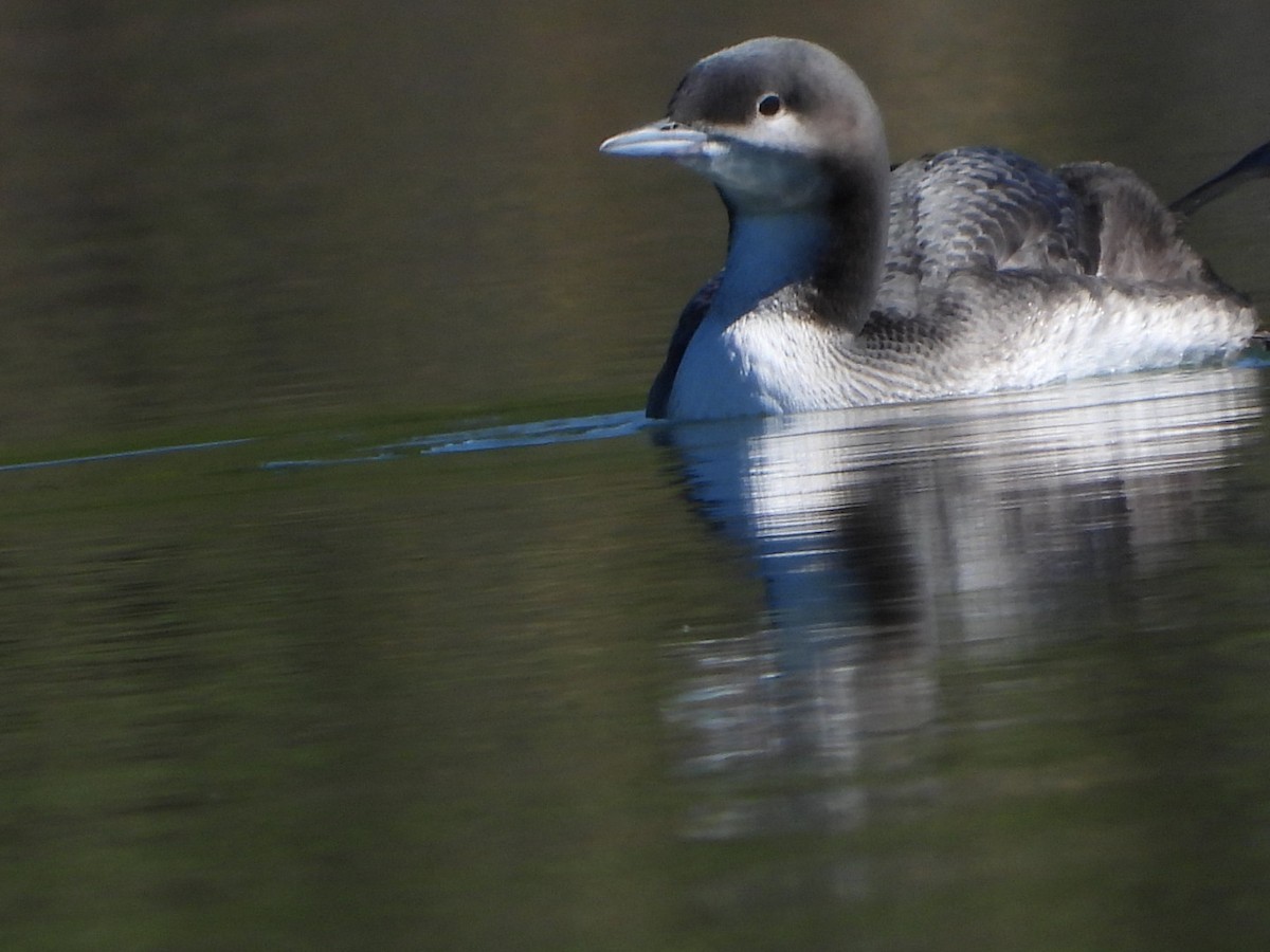 Pacific Loon - ML643725838