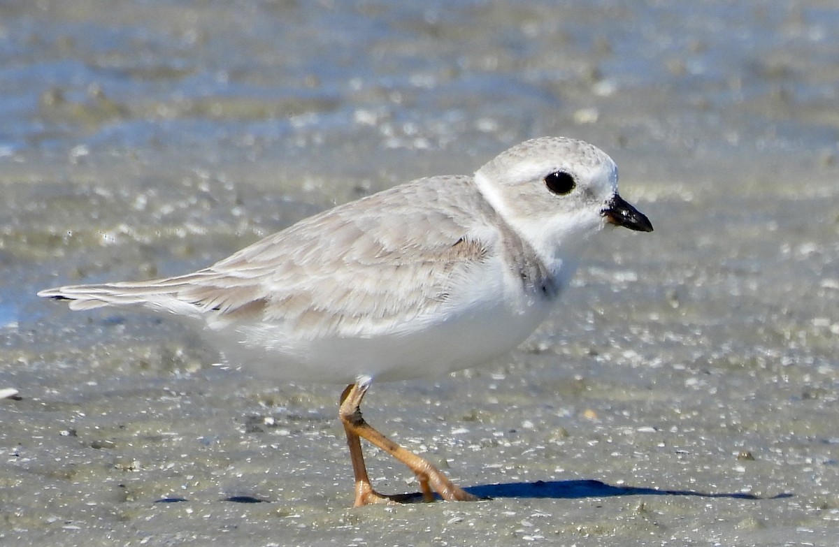 Piping Plover - ML643725839