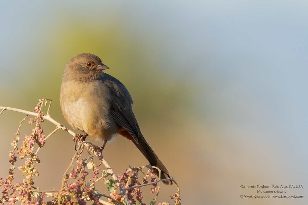 California Towhee - ML643725855