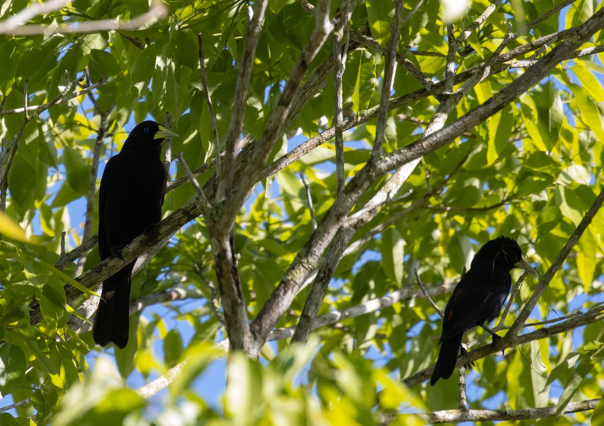 Red-rumped Cacique - ML643725856