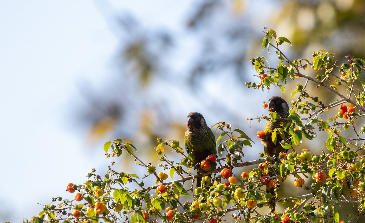Maroon-faced Parakeet - ML643725860