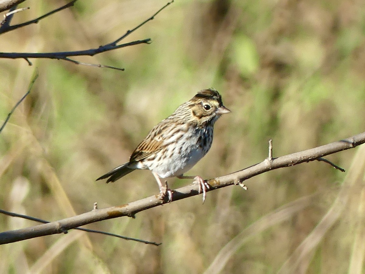 Savannah Sparrow - ML643725875