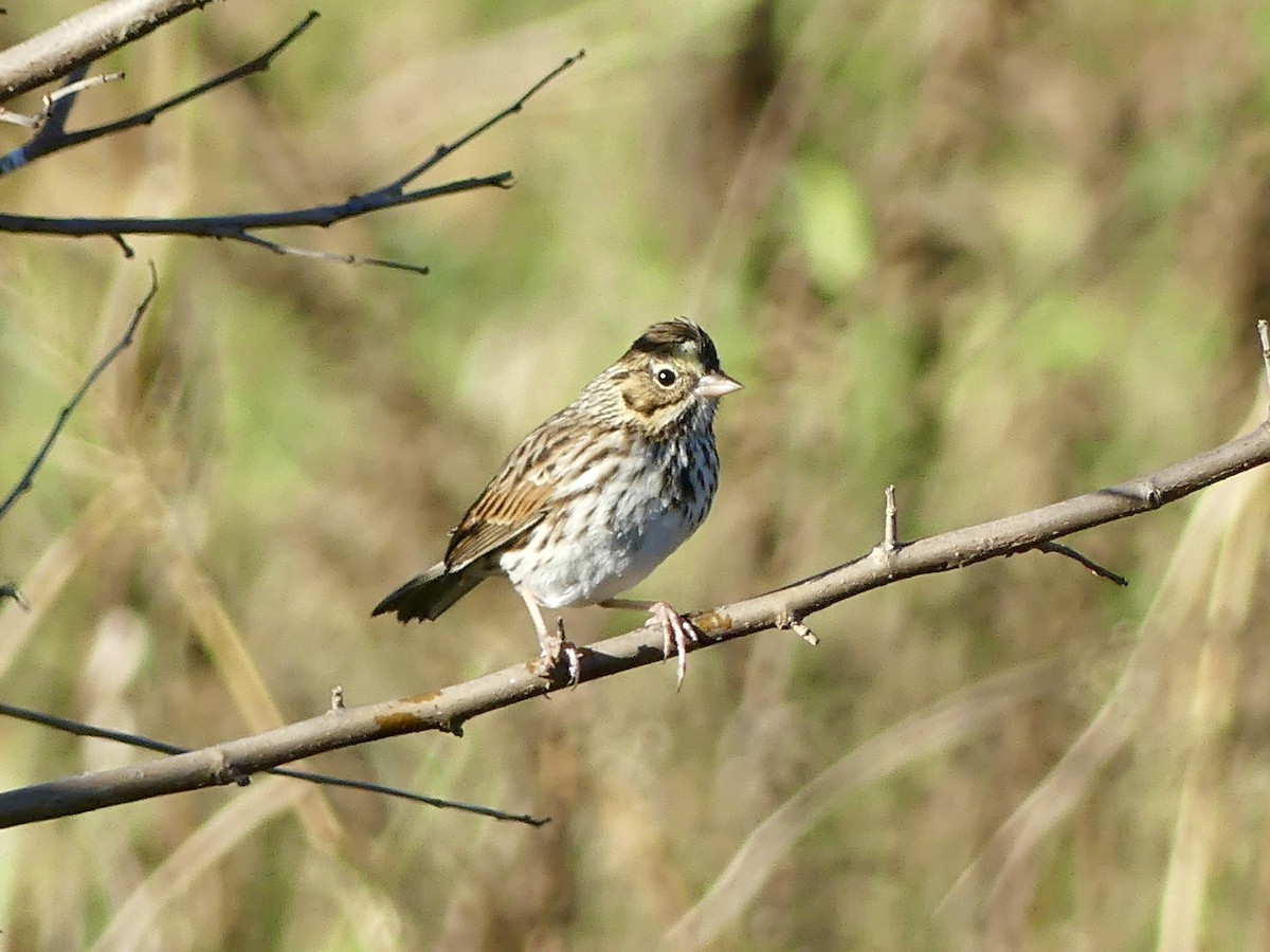 Savannah Sparrow - ML643725876