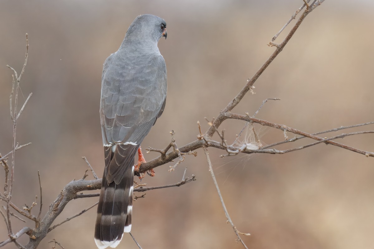 Gabar Goshawk - ML643725881