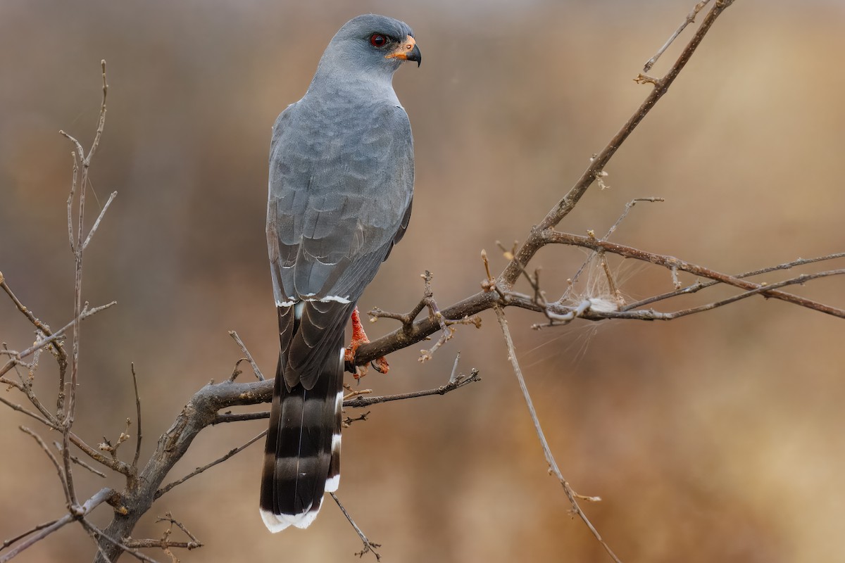 Gabar Goshawk - ML643725882