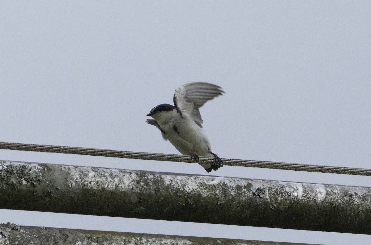 White-rumped Swallow - ML643725895